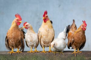 Exportações de material genético de aves aumentam 93,7%