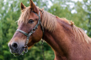 Após confirmações na Argentina e Uruguai, RS mantém alerta para doença grave que atinge cavalos