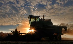 Recorde: produção de soja pode atingir 47,12 milhões de toneladas no Paraná