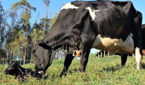 Cuidar bem da saúde intestinal é o caminho para a produtividade das vacas de leite