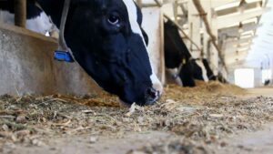 Imunonutrição: nova prática que impacta positivamente a produção animal
