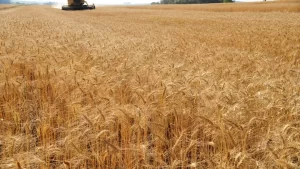 Departamento de Agricultura dos Estados Unidos apresenta condição da safra de trigo de inverno