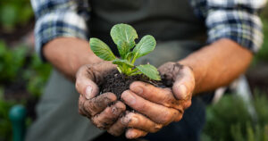 Uso de bionematicidas cresce e já movimenta R$ 1,15 bilhão no Brasil