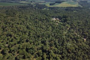 Cidade paranaense é Capital Nacional da Erva-Mate Sombreada