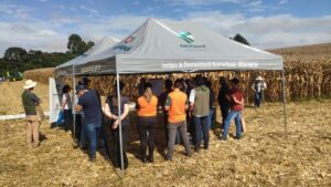 Novas variedades de grãos são apresentadas em dia de campo