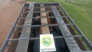 Cabeças de gado de origem argentina são apreendidas pela polícia