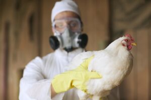Ministérios discutem combate à gripe aviária