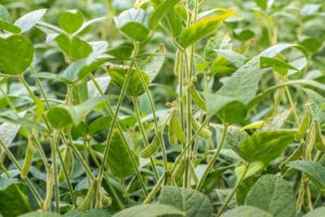 IDR-Paraná lança novos aplicativos para a agropecuária
