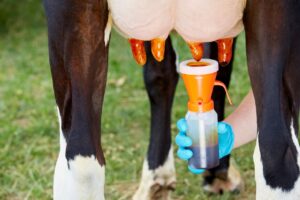 Saiba como prevenir a mastite, doença que mais dá prejuízo na produção leiteira