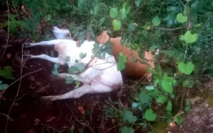 Raio mata novilhas e bois em fazenda