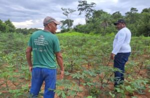 Estratégias de manejo ajudam agricultor a dobrar produção de mandioca