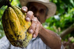 Cacau cultivado em sistemas agroflorestais vai preservar áreas degradadas