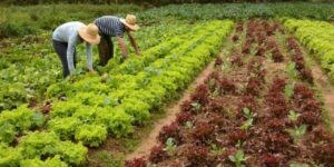 Cursos online capacitam gestores e colaboradores da área de produção de alimentos