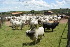 Produtores tem poucos dias para atualizar cadastro de rebanho