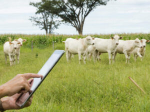 Uso de tecnologias auxilia nos bons resultados da propriedade