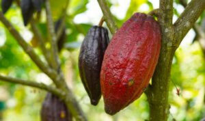 Cacau: a história, tradição e benefícios por trás do fruto amado mundialmente