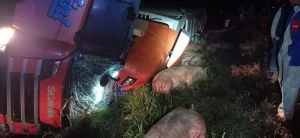 Caminhão carregado com porcos sai da pista e tomba