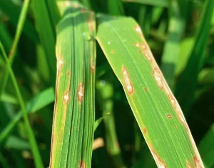 Embrapa alerta para risco de brusone no trigo