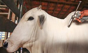 Mais de 73 milhões de animais serão imunizados contra febre aftosa; Paraná é área livre da doença