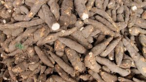 Técnicos participam de curso sobre boas práticas agrícolas do cultivo da mandioca