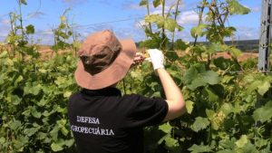 Menos herbicidas: safra atual tem redução de 40,28% no RS