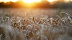 Previsão de trigo de inverno promete aumento da produção