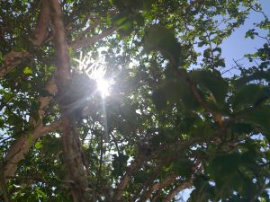 Sol predomina em todo o Paraná nesta sexta-feira