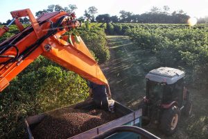 Cafeicultores paranaenses impulsionam produção com boas práticas agrícolas e assistência técnica