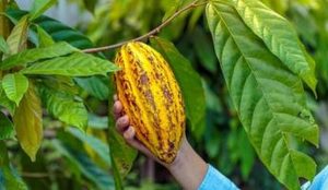 Projeto para fortalecimento da produção de cacau vai beneficiar mais de 3 mil produtores rurais