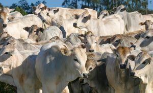 Febre aftosa: 73 milhões de animais deverão ser vacinados no Brasil
