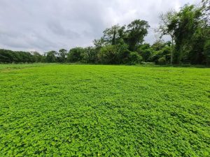 Novo amendoim na área: Embrapa lança cultivar que promete muita resistência