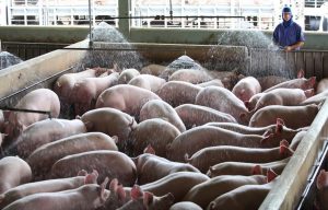 Mais de 116 mil animais devem ser vacinados contra Peste Suína; PR é zona livre da doença