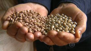 Confira como está a comercialização da segunda safra do feijão