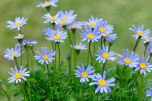 Vantagens e desvantagens da plantação de flores silvestres