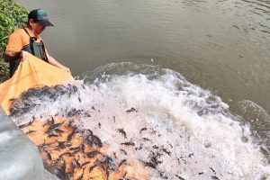 Rio Iguaçu é repovoado com espécie de peixe ameaçada de extinção