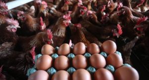 Embrapa disponibiliza gráficos sobre evolução das cadeias de carnes e de produção de ovos
