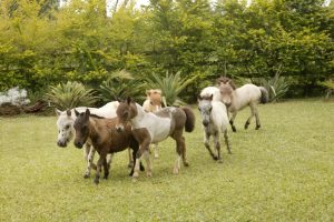 Pôneis e mini-horses contribuem com terapia de crianças com câncer