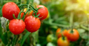 Programa de tratamento abrange principais pragas e doenças do tomate