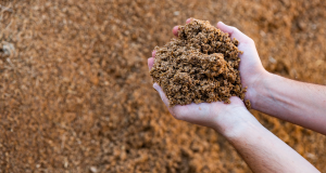 Startup suíça que transforma resíduos da indústria cervejeira em proteínas vegetais negocia chegada ao Brasil