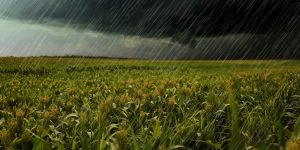 Chuva deve chegar nas áreas de plantio do milho safrinha no PR