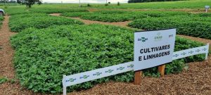 Embrapa lança três cultivares de amendoim na Agrishow 2023