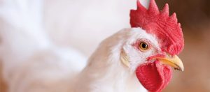 Dia Mundial do Frango: Brasil é o segundo maior produtor do mundo