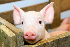 Pasteurelose é causa de grandes prejuízos econômicos na suinocultura