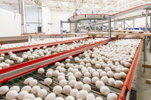Nutrição balanceada e programa de iluminação melhoram produção de ovos
