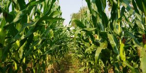 Município do Paraná vai controlar plantio de milho na área urbana