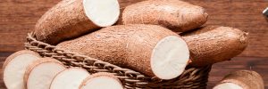 SENAR-PR busca instrutores para curso de cultivo de mandioca