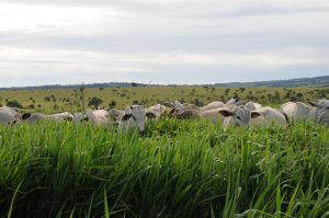 Estratégias ajudam a diminuir emissão de gases na produção pecuária