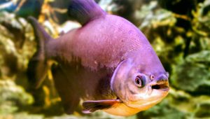 Farinha de folha de amoreira e de ora-pro-nóbis são alternativas na alimentação de peixes