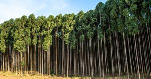 Novidade: MT é o primeiro estado do Brasil a rastrear todo estoque de madeira