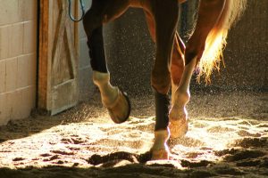 Queratina é essencial para saúde dos cavalos, segundo especialista